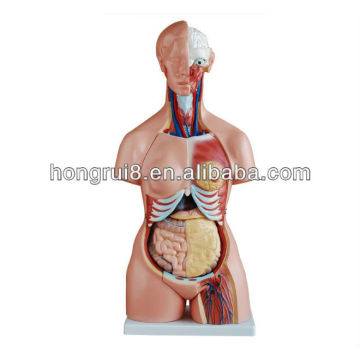 2013 HOT SALE 85CM 21parts three-sex human torso model